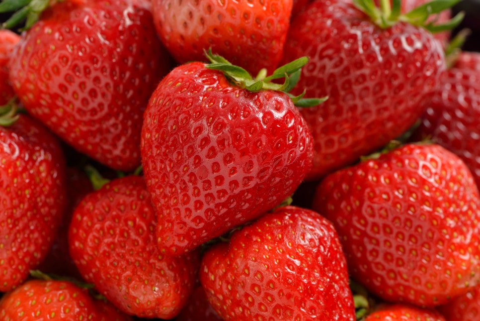 상큼한 딸기에게 달콤한 미래가 있을까?